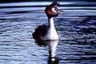 great crested grebe